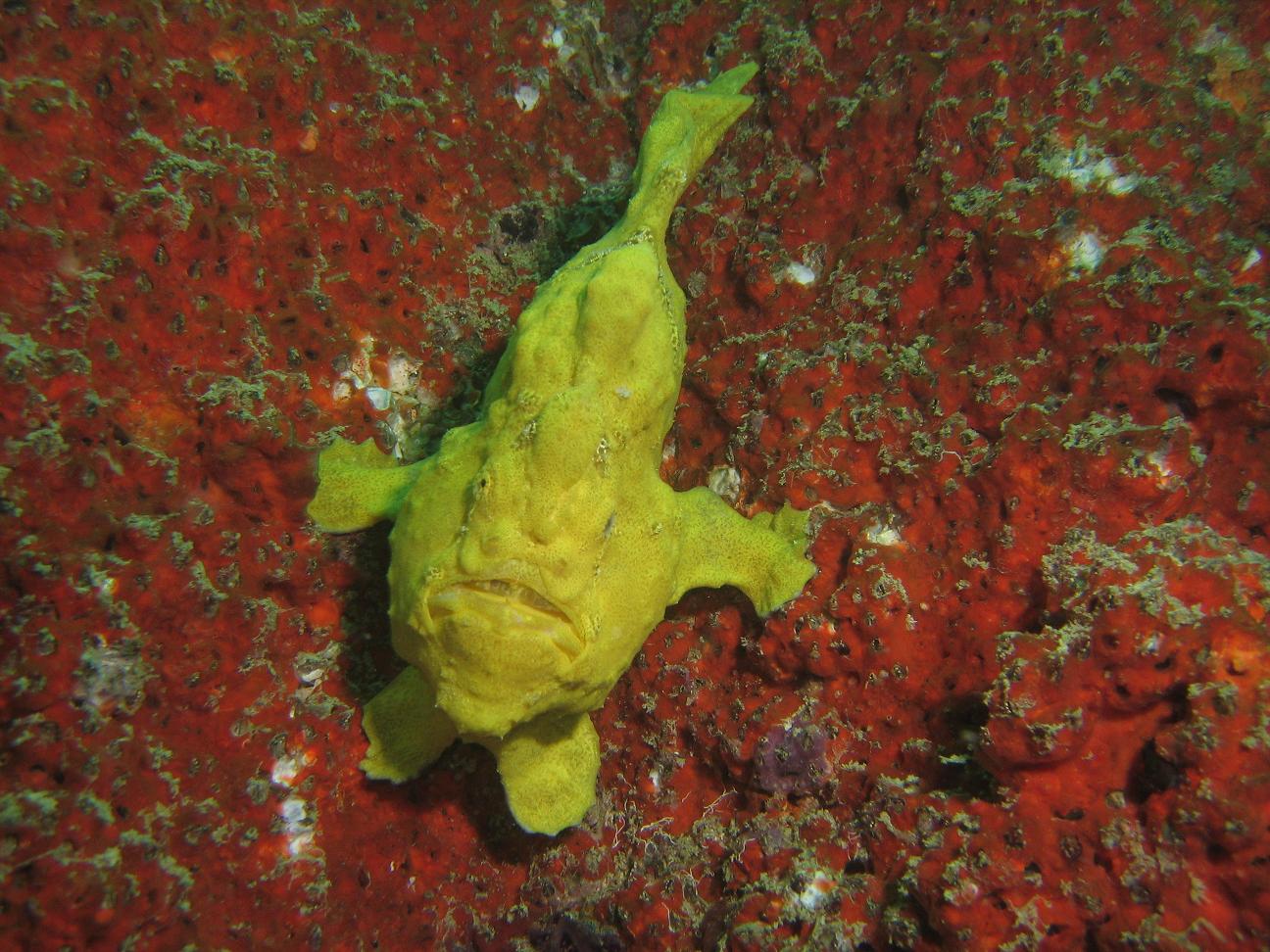 Frogfish - Antennarius