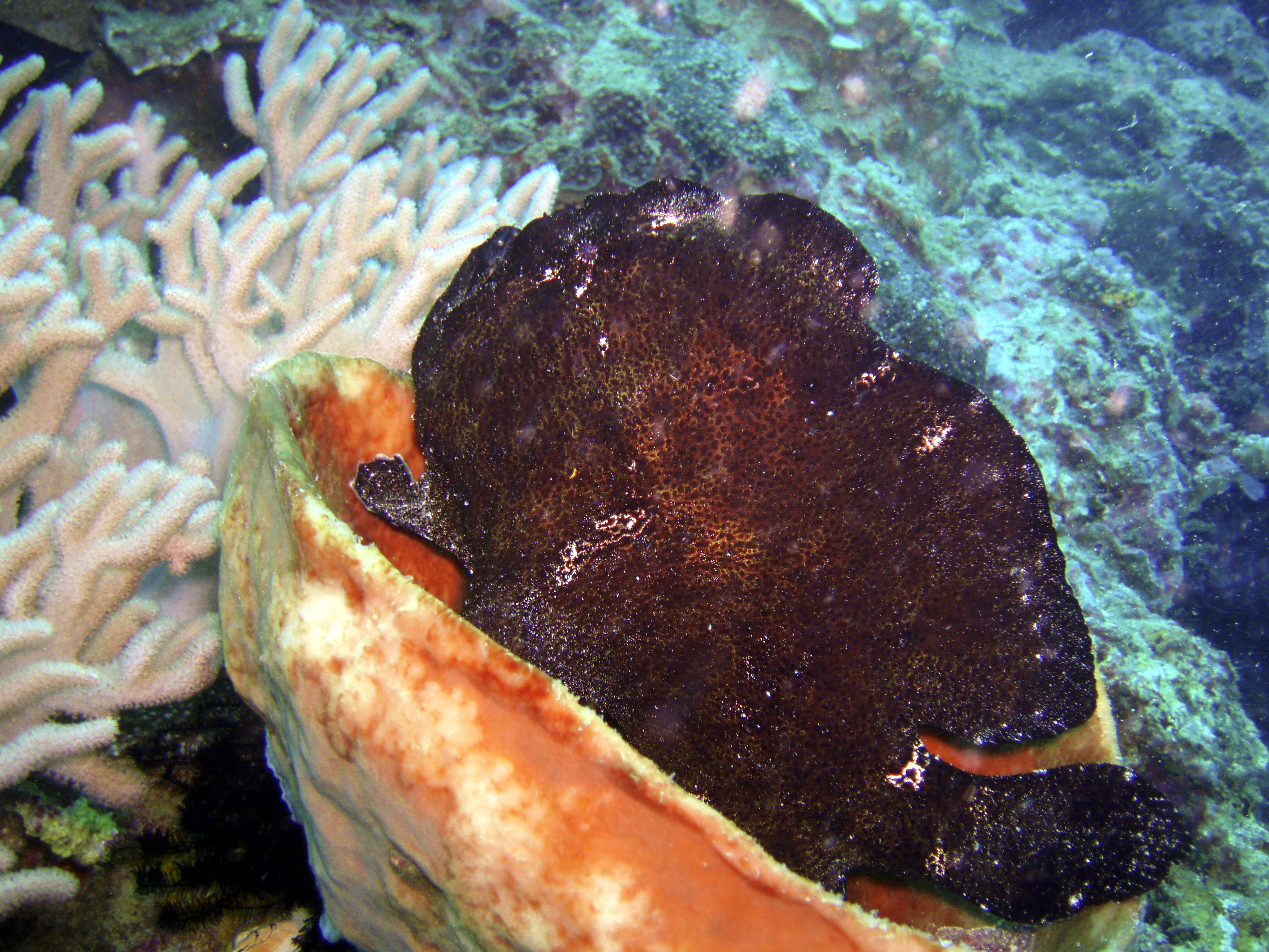 Frogfish - Bangka Islands