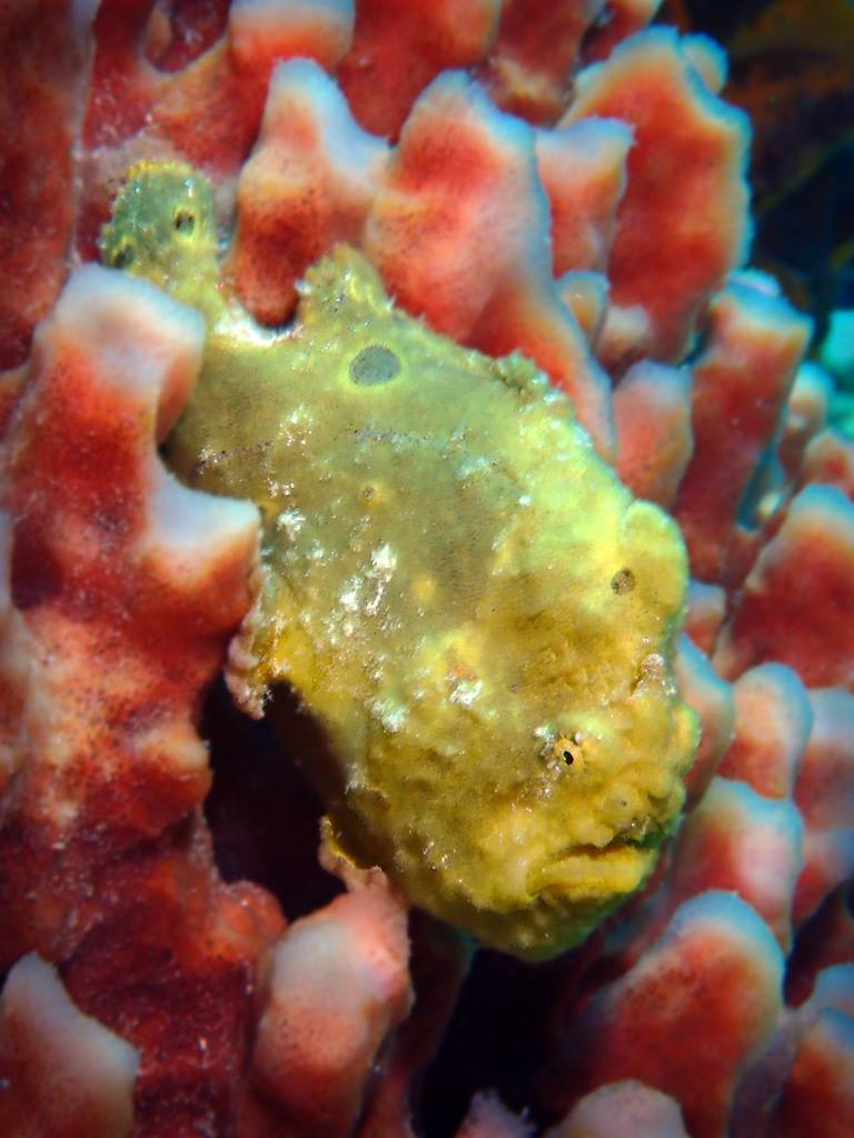 FrogFish-full