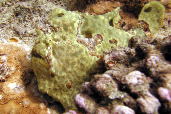Frogfish -- Horseshoe Reef