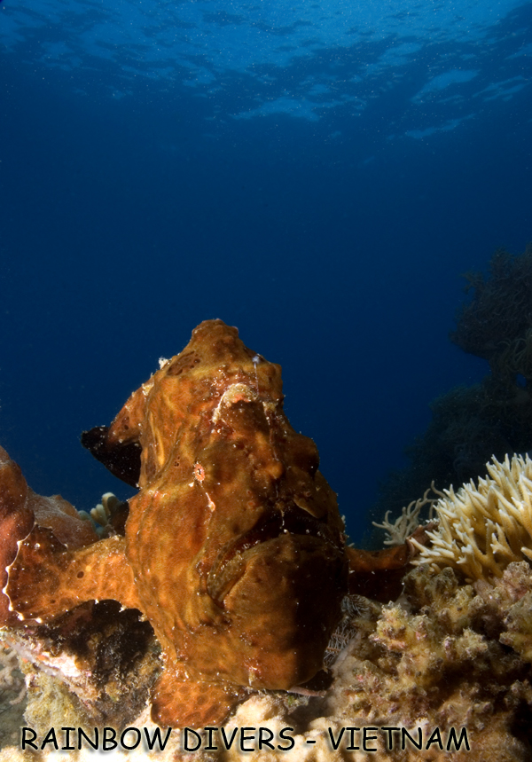 Frogfish in Nha Trang, Vietnam, Rainbow Divers, professional underwater pho
