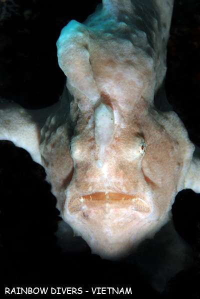 Frogfish in Nha Trang, Vietnam, Rainbow Divers, underwater photography