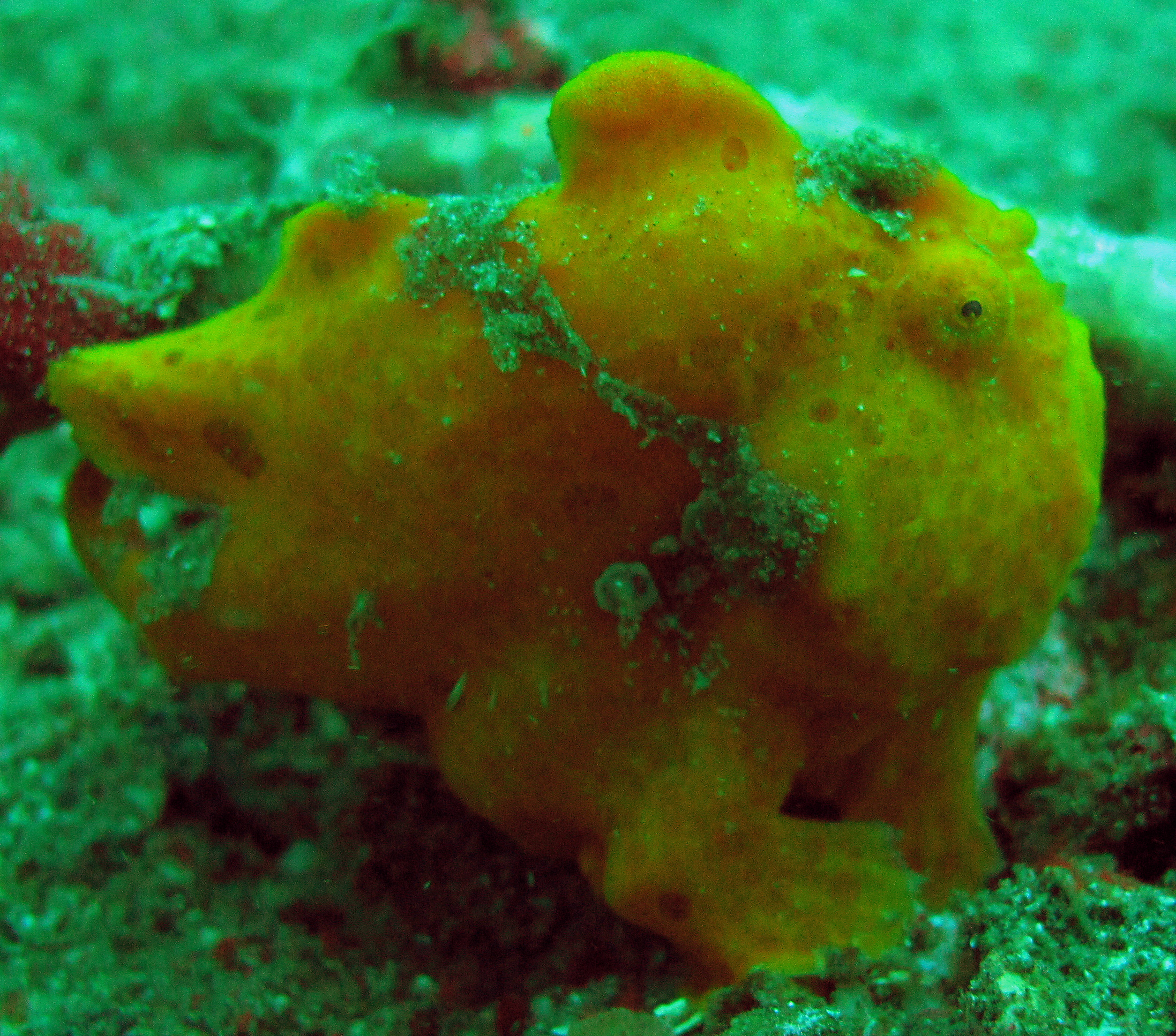 Frogfish Lembeh