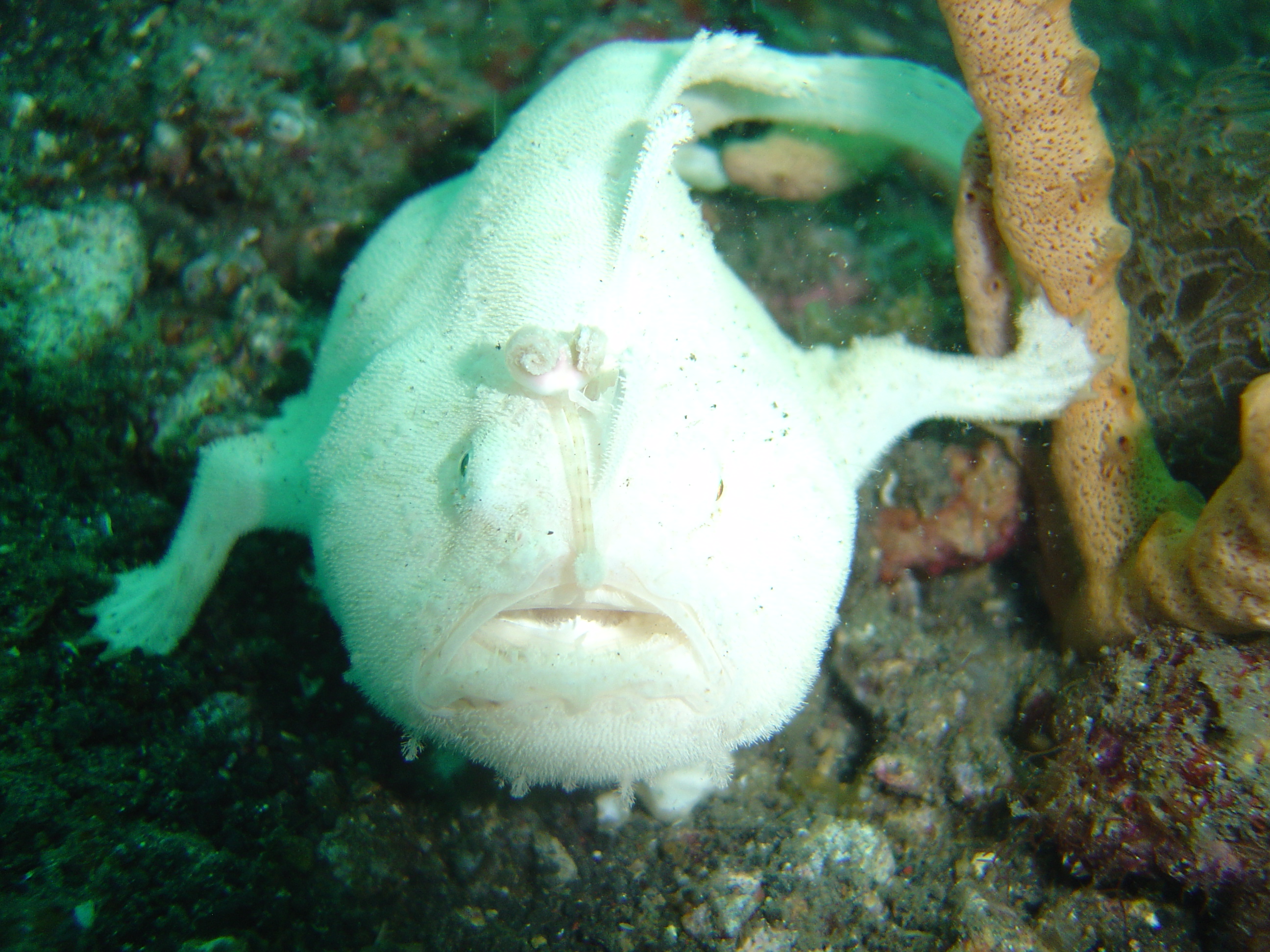 frogfish manado indonesia