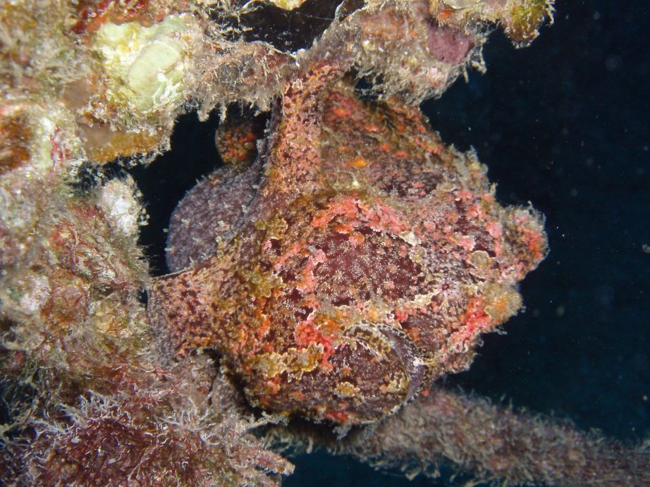 Frogfish on the Sea Tiger