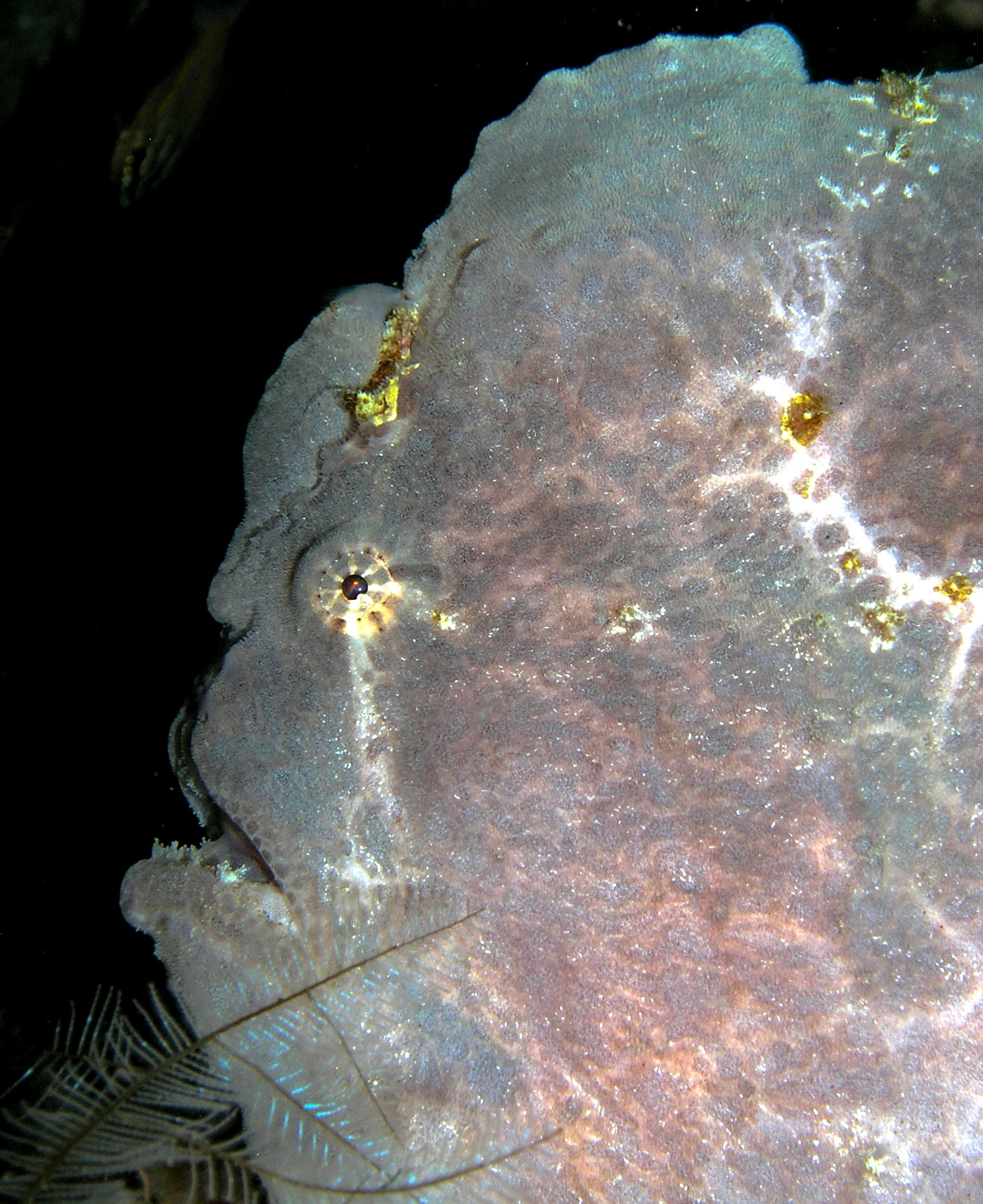 Frogfish profile