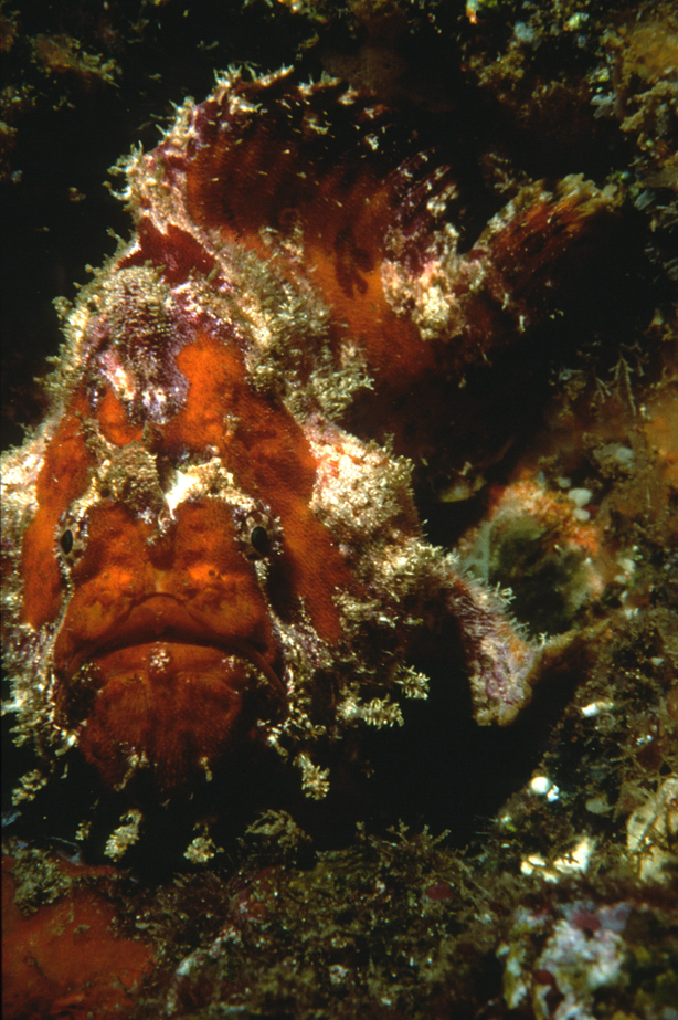 Frogfish - Second of Seven in Galapagos