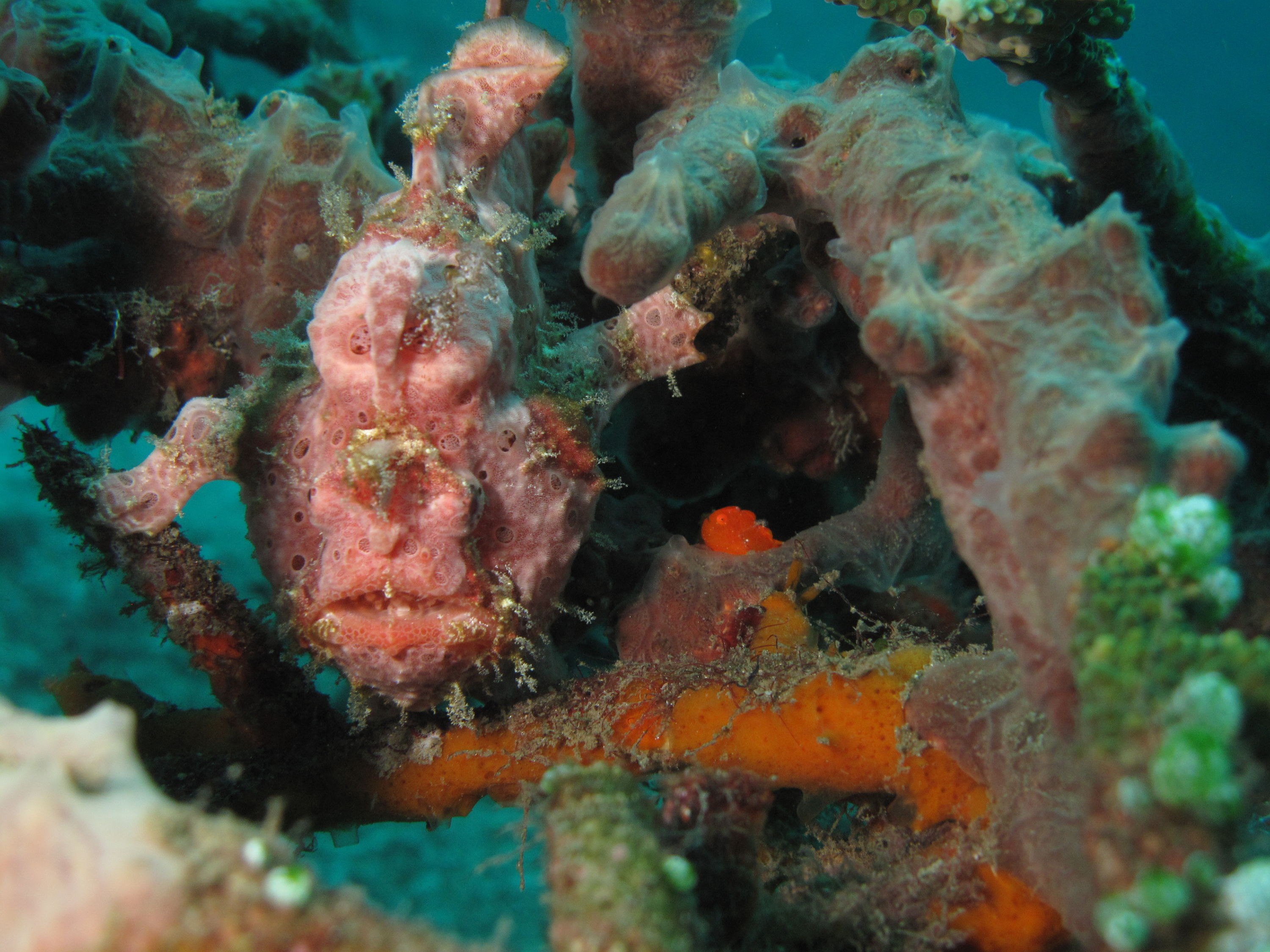Frogfish small and smaller