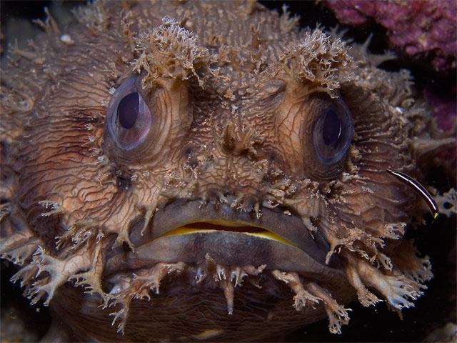 Frogfish with clingfish