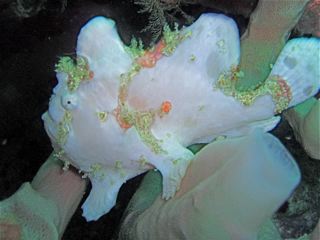 Frogfish