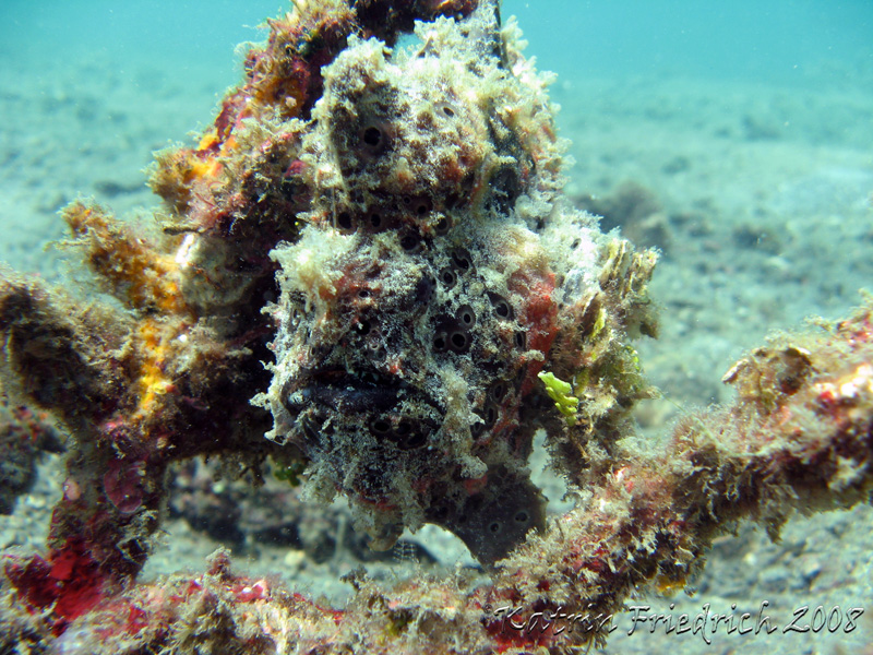 frogfish