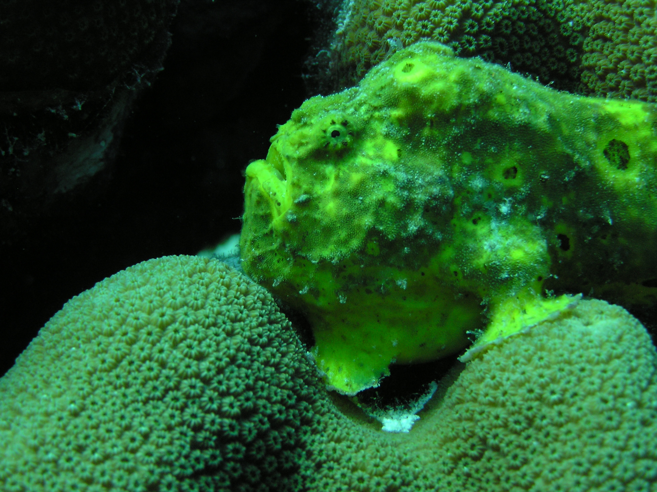 frogfish