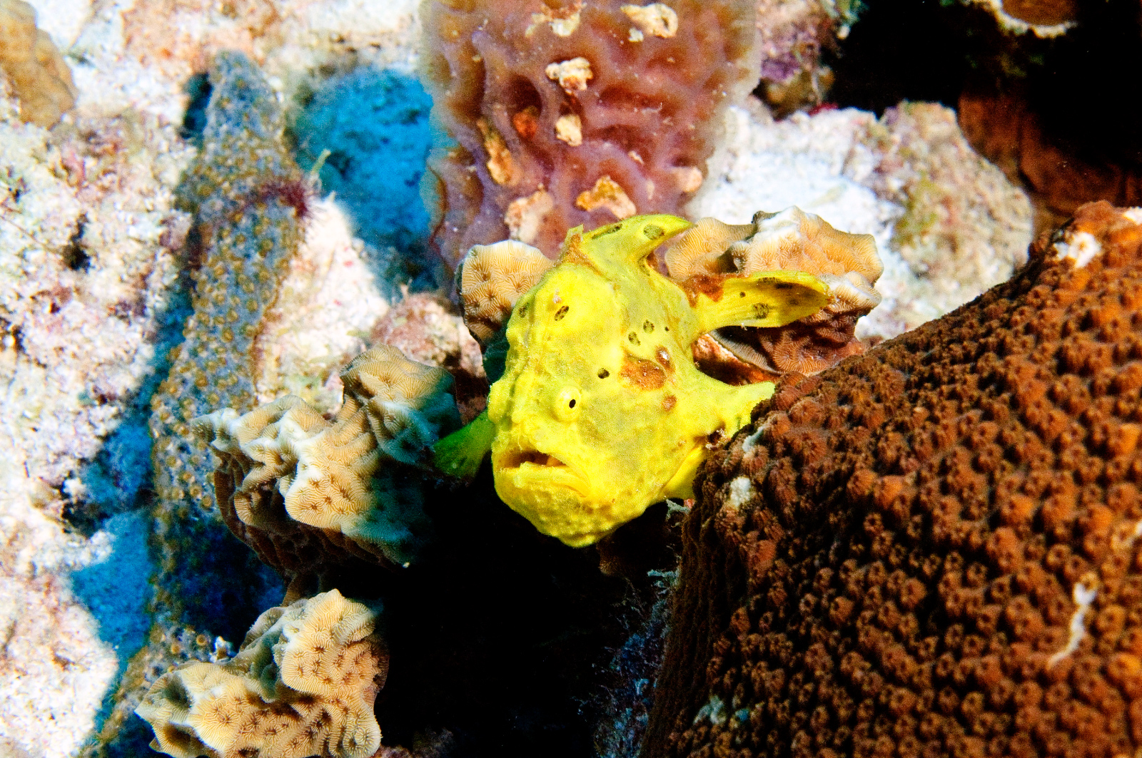 Frogfish