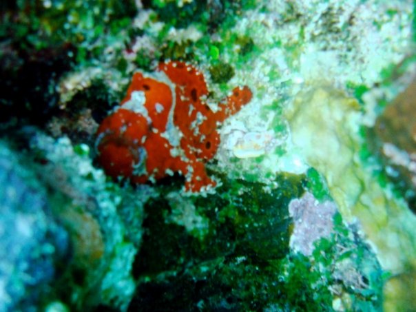 frogfish