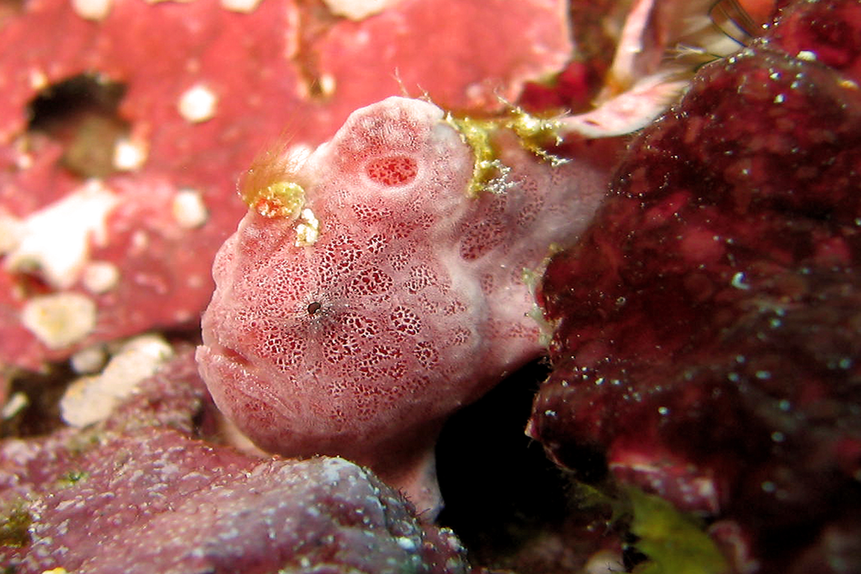 frogfish