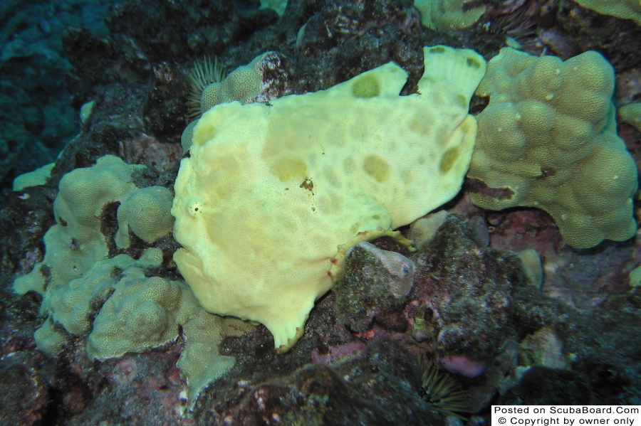 Frogfish