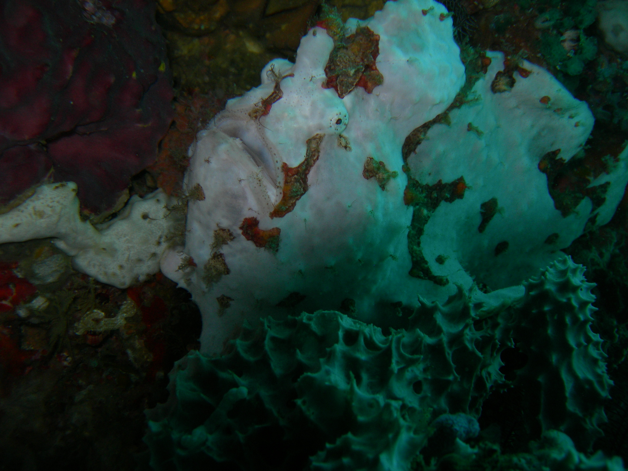 FROGFISH