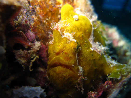 Frogfish