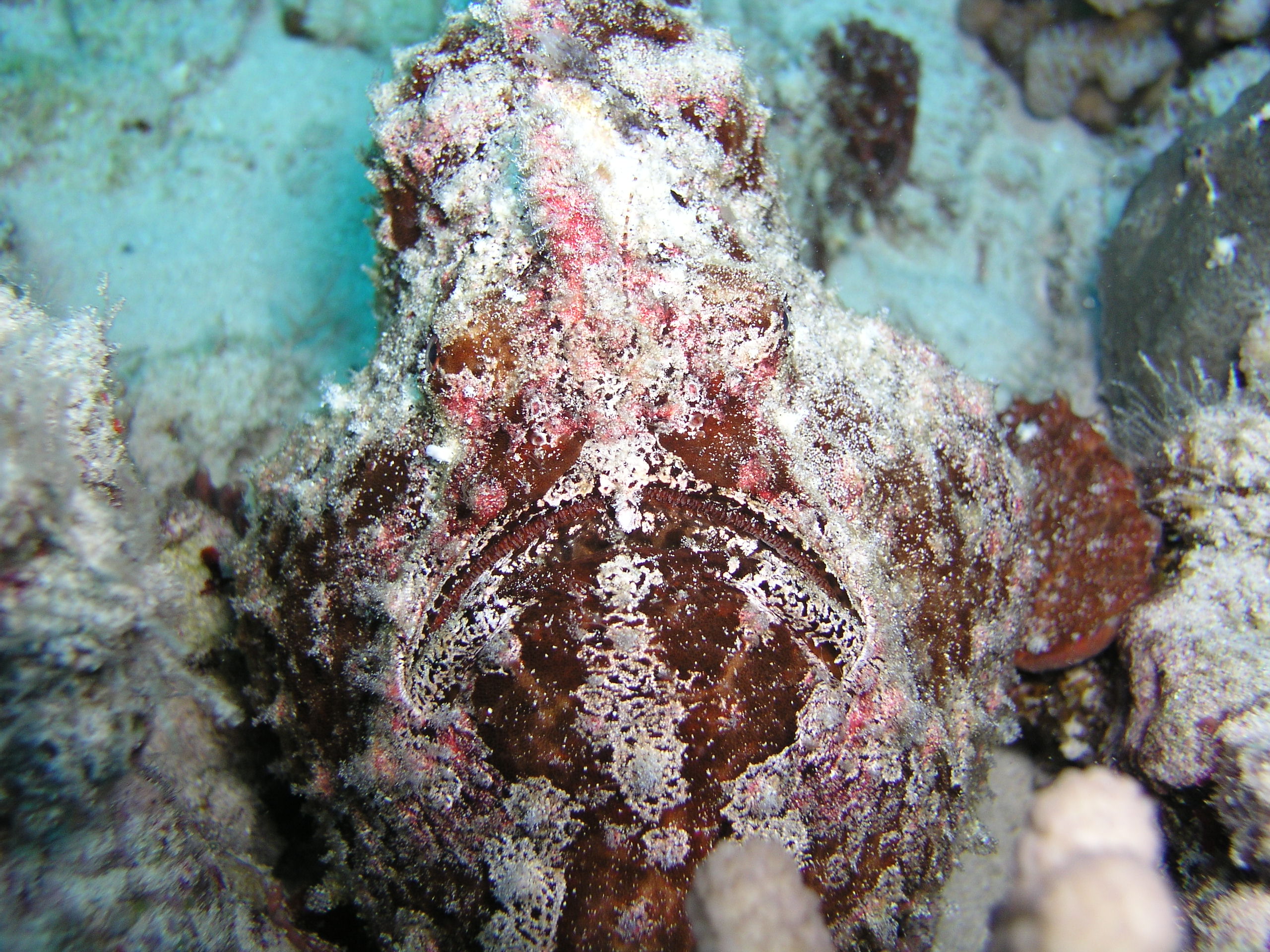 Frogfish