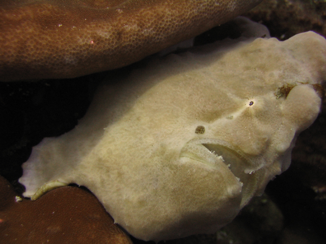 frogfish