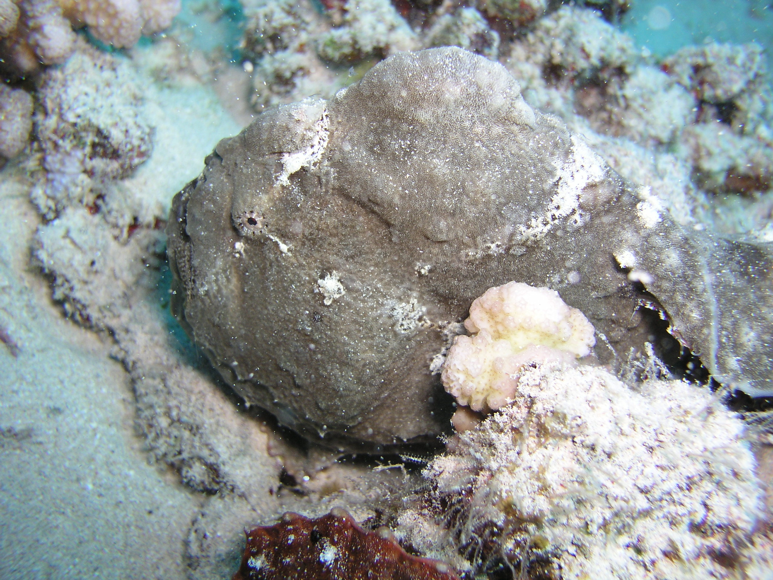 frogfish