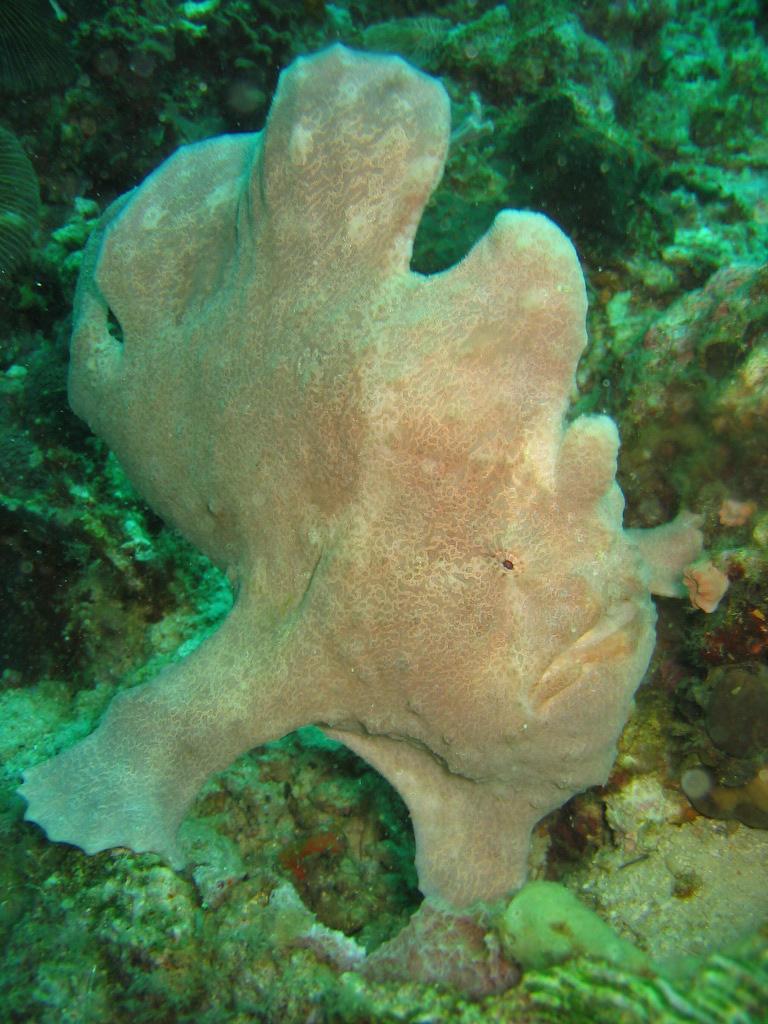 Frogfish