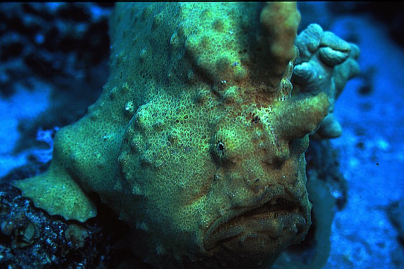 FrogFish