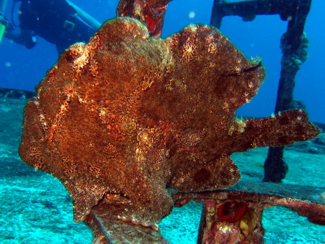 Frogfish