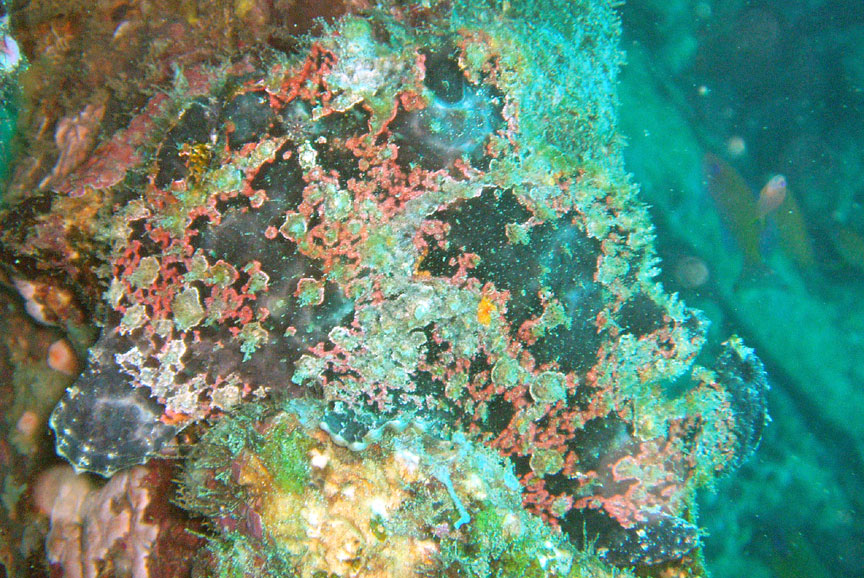 Frogfish