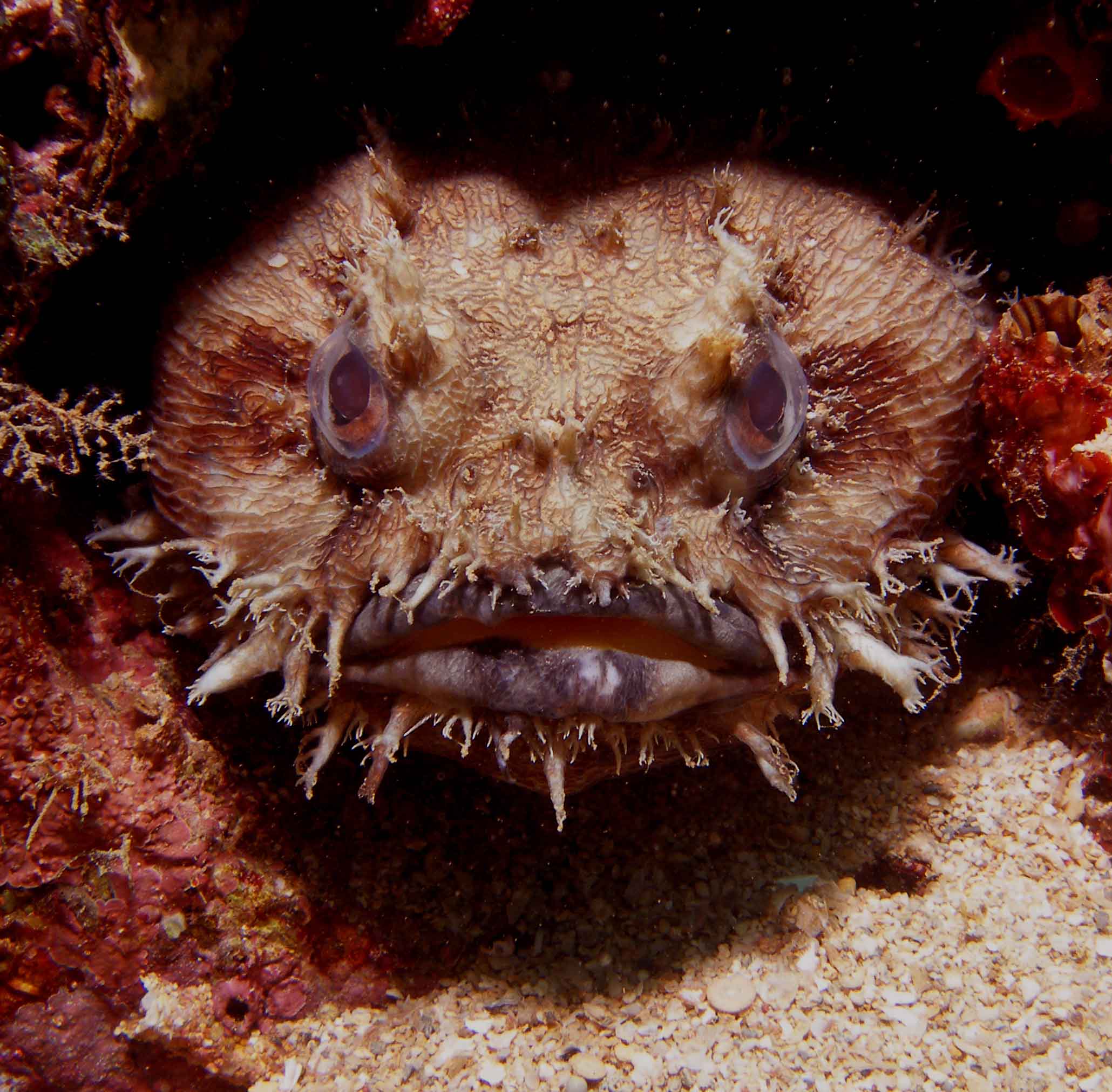 frogfish