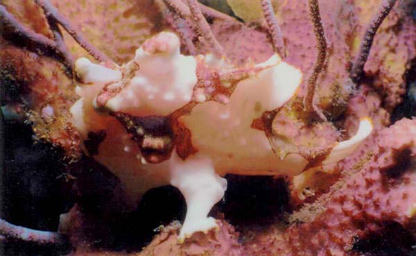 Frogfish