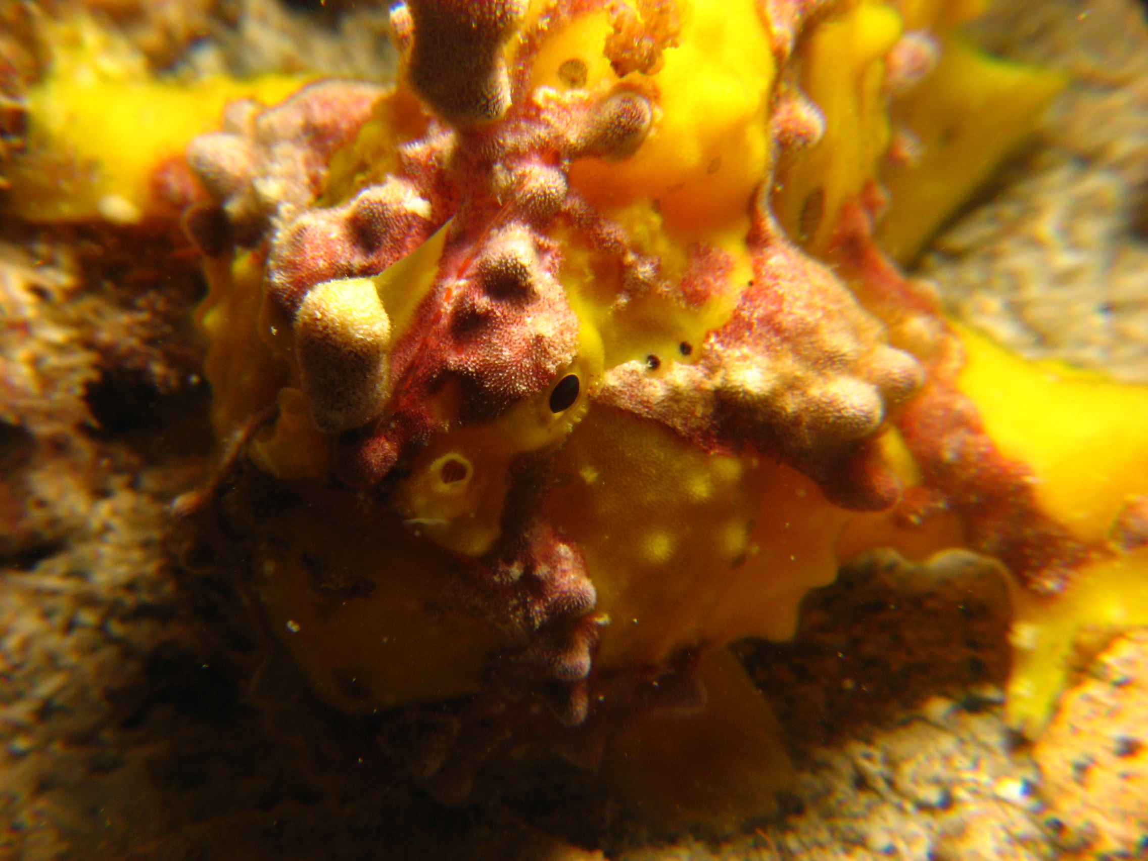 Frogfish