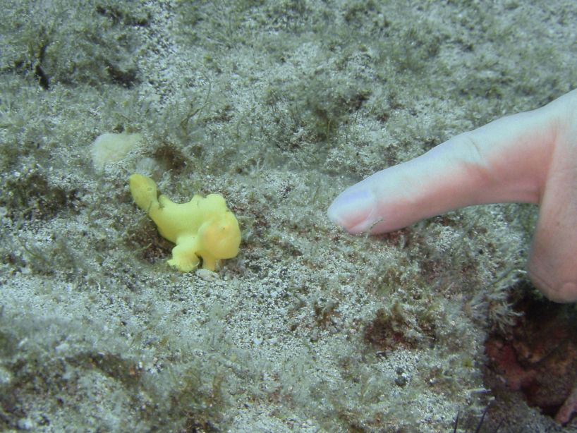 frogfish