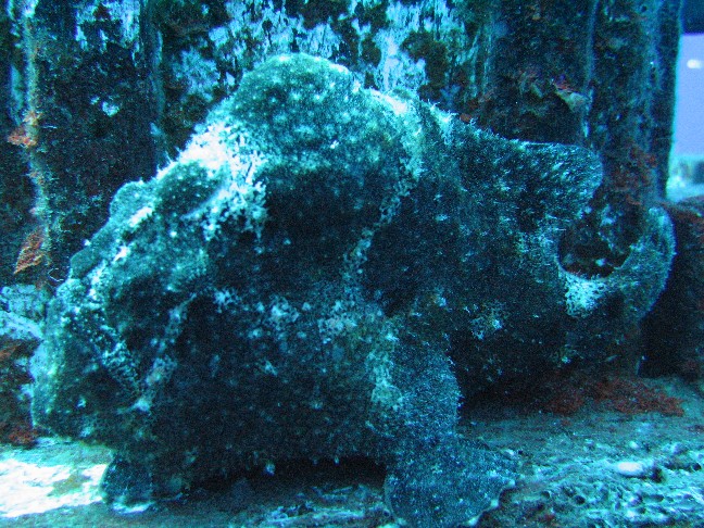 Frogfish1