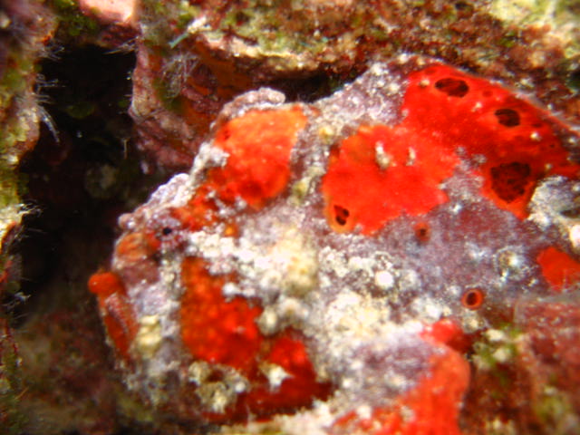 Frogfish1