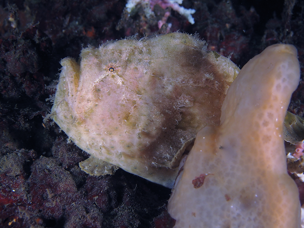 Frogfish1000