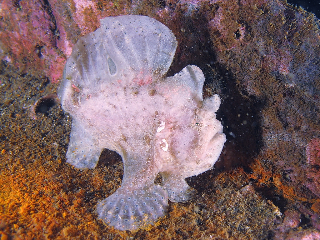 frogfish1001