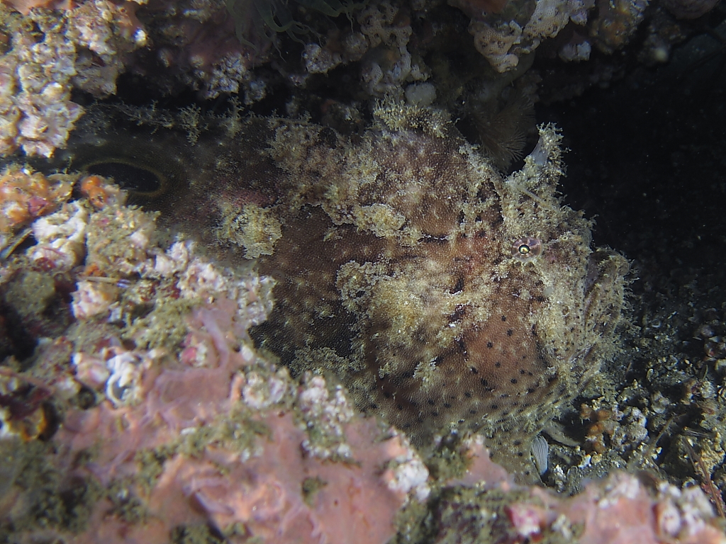 frogfish1061