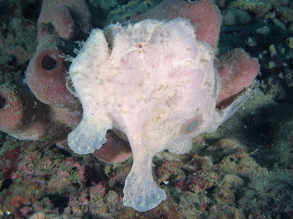 frogfish1400