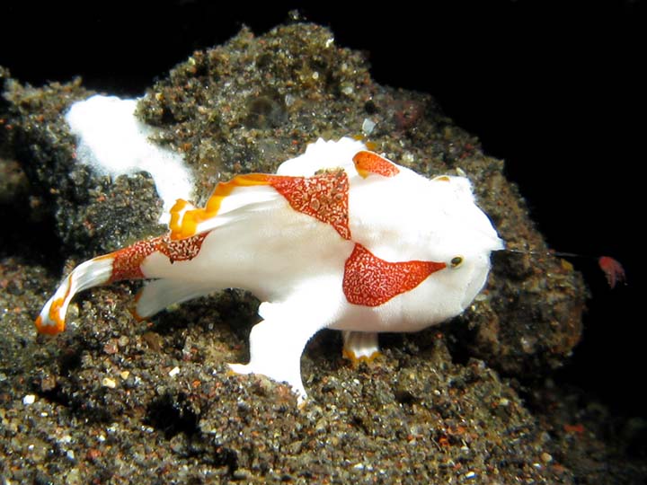 frogfish19