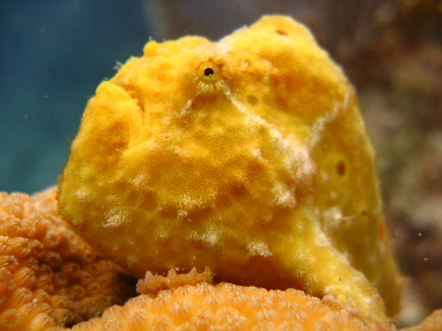 Frogfish2