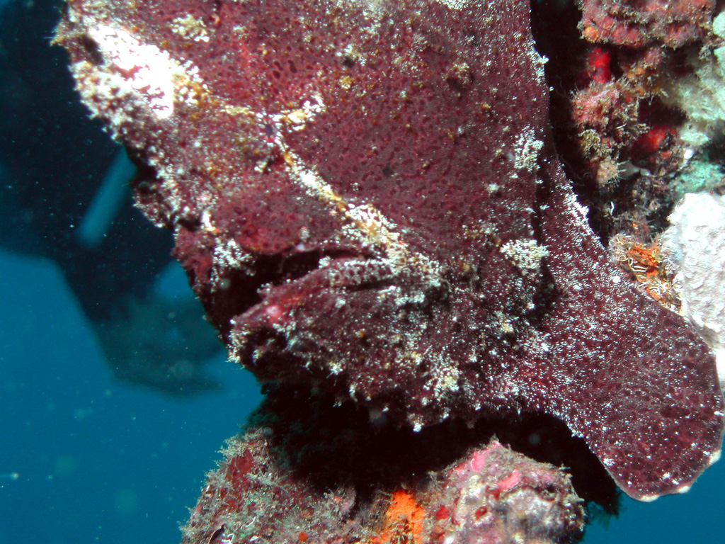 frogfish3_1024x768