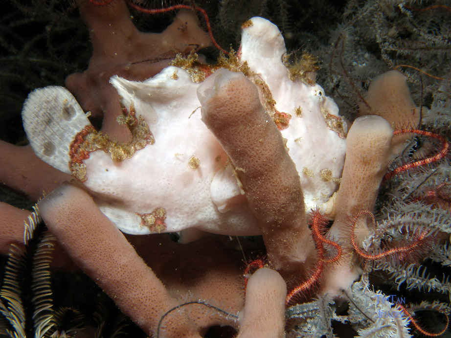 frogfish4