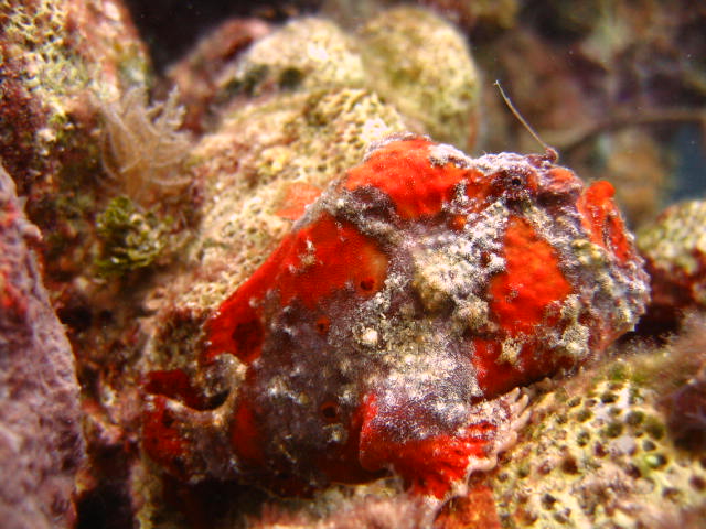 Frogfish4