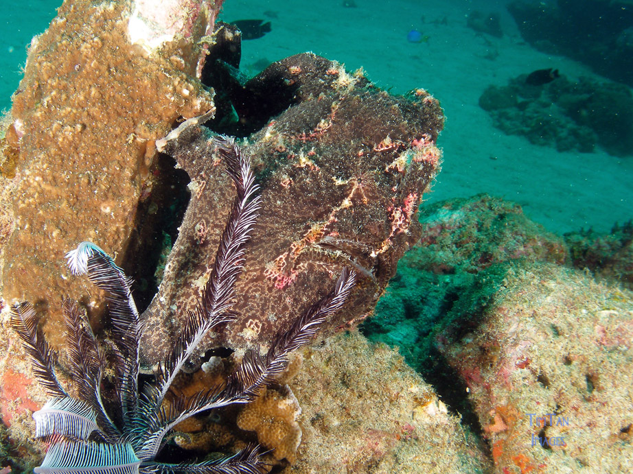 frogfish5