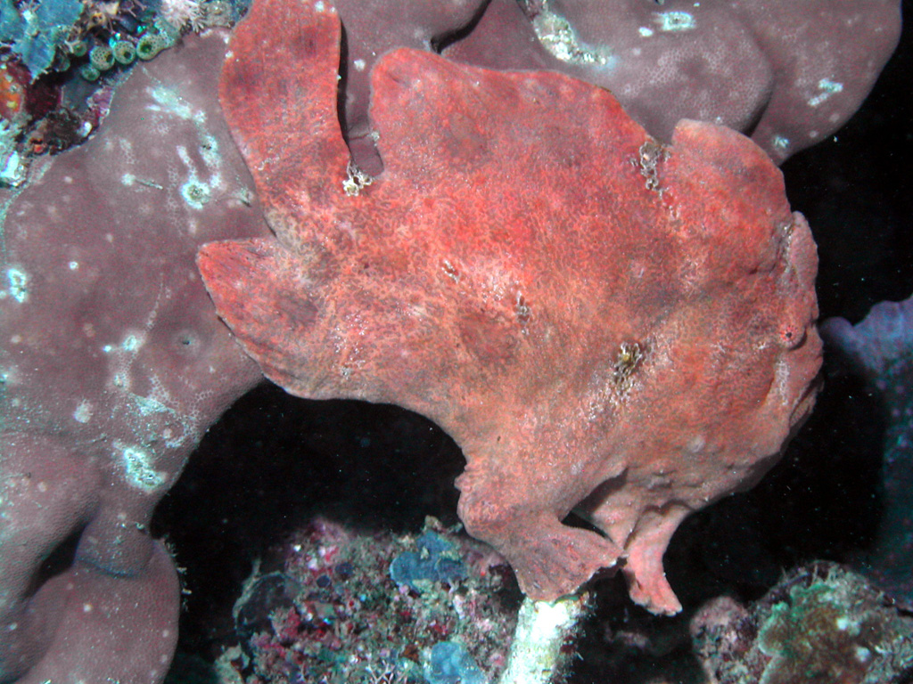 frogfish7_1024x768