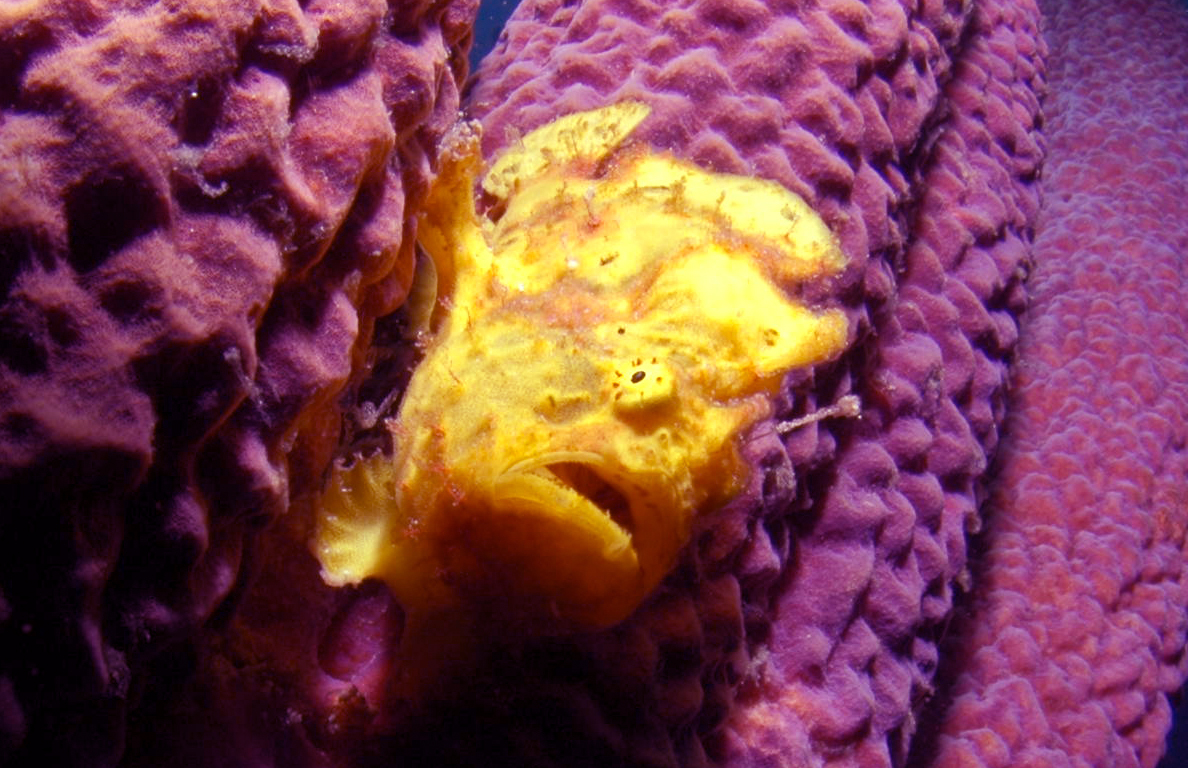 Frogfish_01_adj