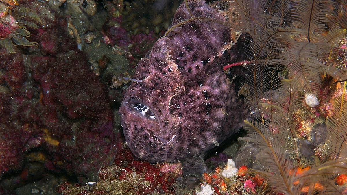 frogfish_11_04_001