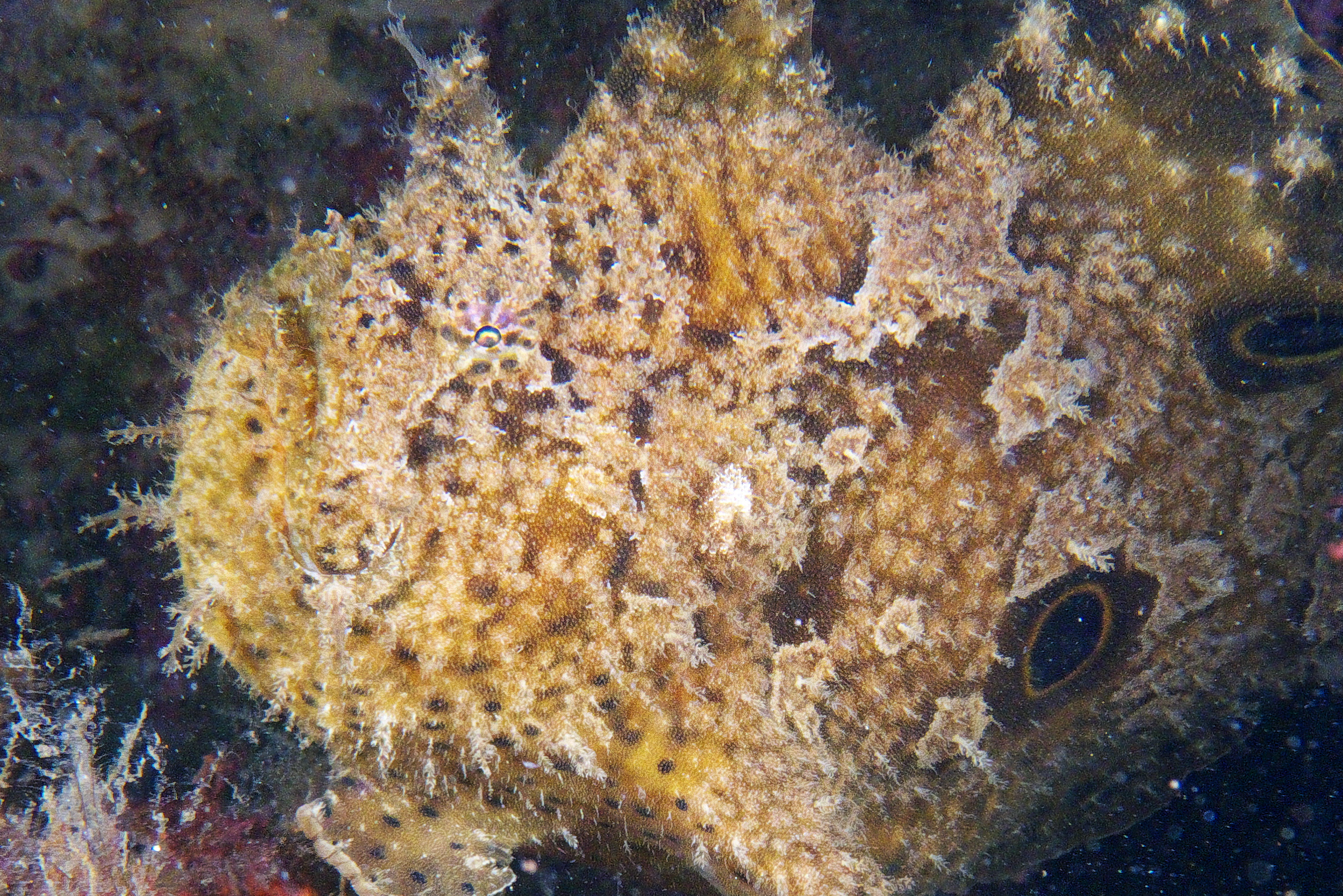 frogfish_2011_06_40
