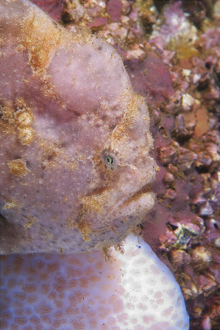 frogfish_2011_06_51